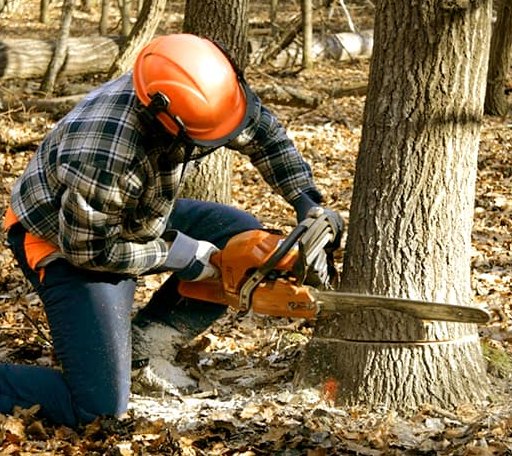 Tree Removal in Hacksneck, VA